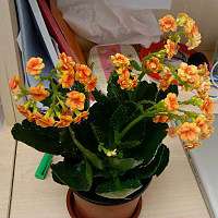 绿植物长寿花创意个性时尚桌面盆栽负离子植物美化