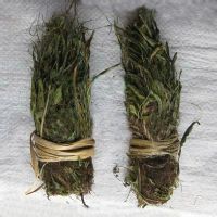 药材基源为灯心草科植物小灯心草的全草