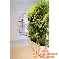 立体绿化植物|常德立体绿化