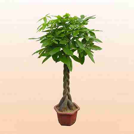 植物花卉净化空气除甲醛植物办公室内桌面盆栽