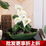 化空气植物招财