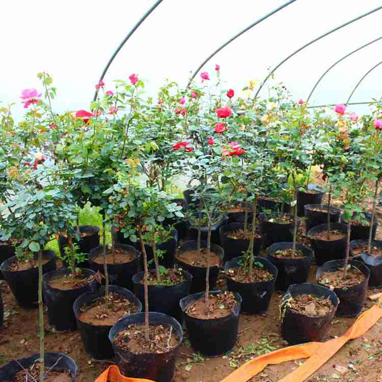 庭院高杆花卉植物进口品种嫁接树状月季花苗大花