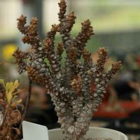 神兽级厚敦菊属植物蛮鬼塔othonna