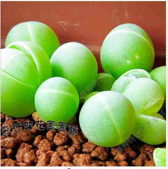 德国进口多肉番杏科植物种子