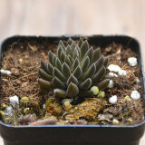 多肉植物滇石莲云南石莲