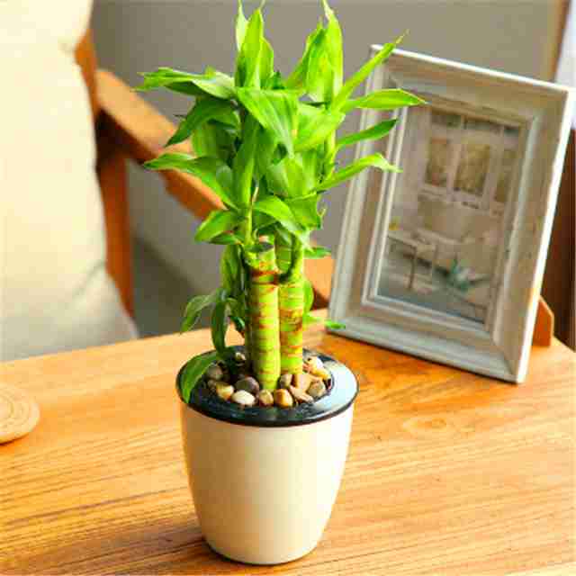 绿野富贵竹水培植物