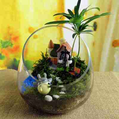 微生态盆栽植物