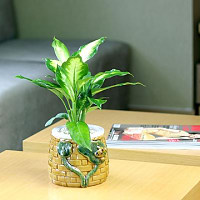青室内桌面小植物