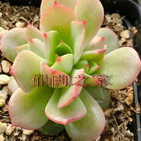 多肉植物艾格尼斯玫瑰厘米办公室防辐射桌面绿植