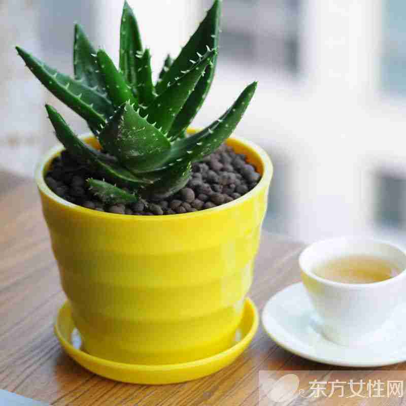 盆景植物办公室