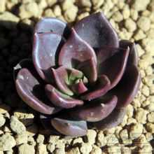 景天科多肉植物