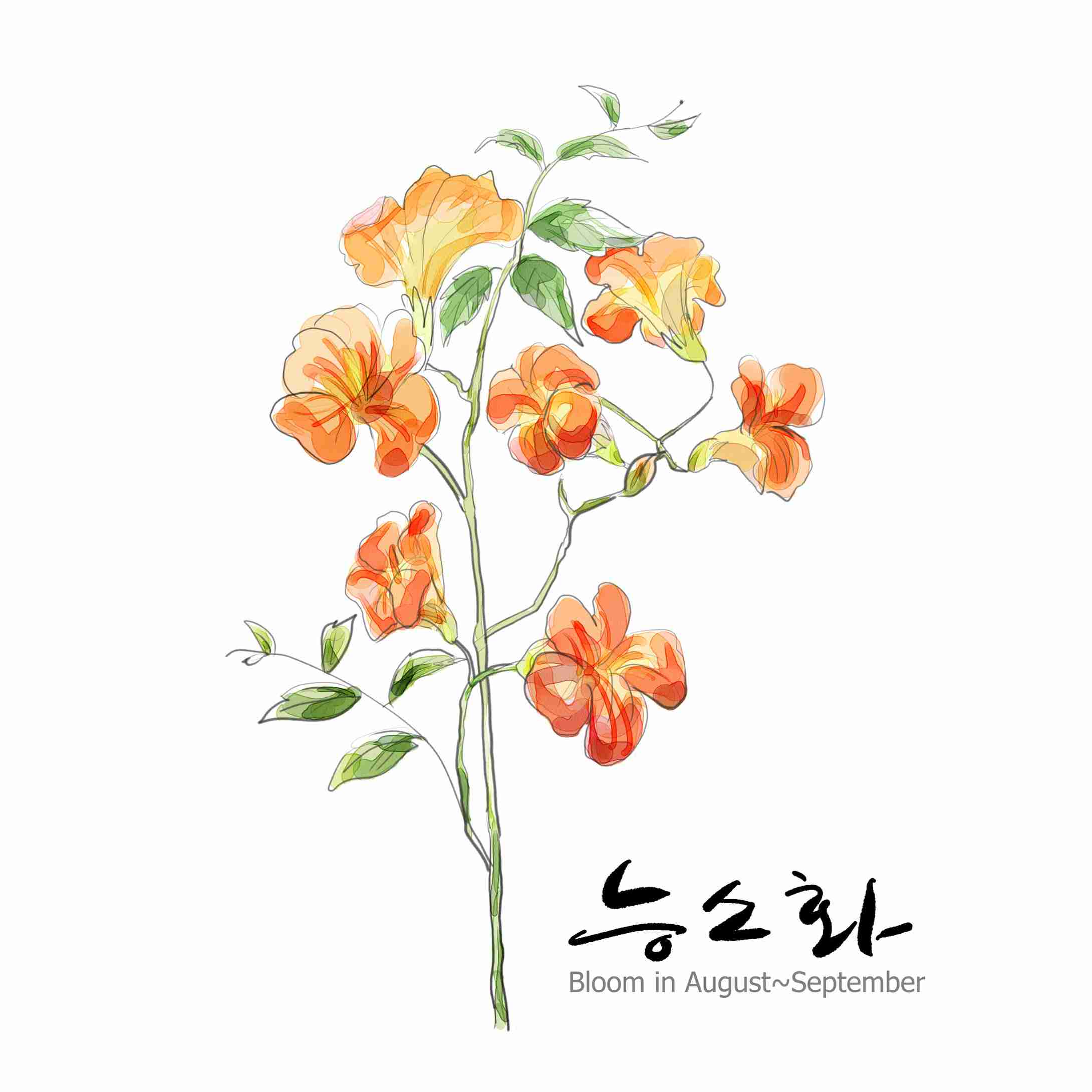 的美丽花朵植物手绘