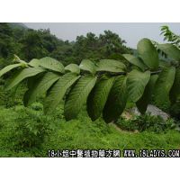 岗松中药材植物名岗松植物科目桃金娘科
