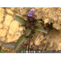 大头陈中药材植物名球花毛麝香植物科目玄参科