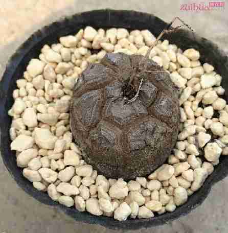 多肉植物龟甲龙怎么养呢?