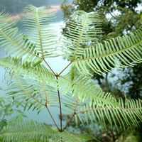 指示植物_百度百科