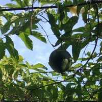 请问这是什么植物|藤蔓