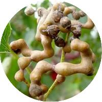 鸡爪连提取物陕西慧科植物开发有限公司陕西慧科