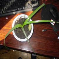 谁知道这种植物是什么呀!有什么功效
