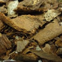 名称属性植物名