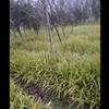 我公司提供各种草植物如阔叶麦冬