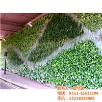 石家庄植物墙