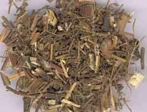 为菊科植物青蒿