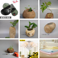 约禅意石头花盆微型植物