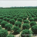 松柏球|球类植物