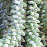 为棕榈科植物海枣的果实