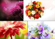 唯美鲜花高清图片