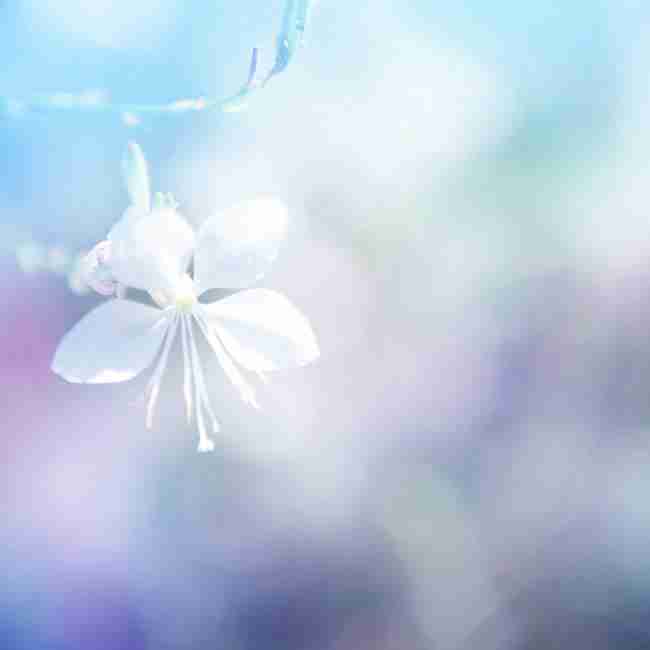 唯美花卉背景图片