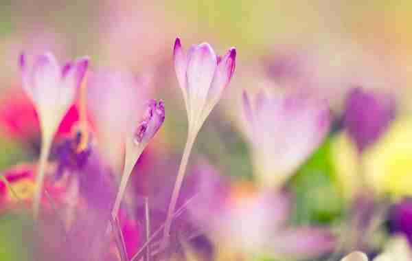 唯美花卉图片time悦读