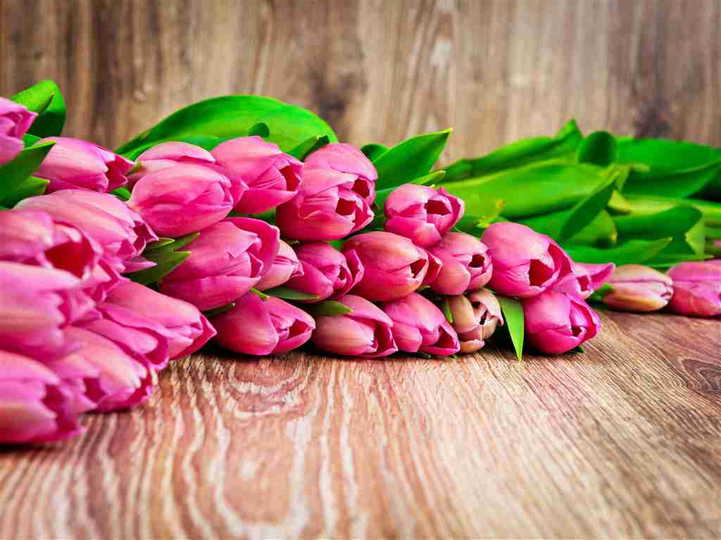 郁金香花卉图片唯美郁金香花卉图片下载