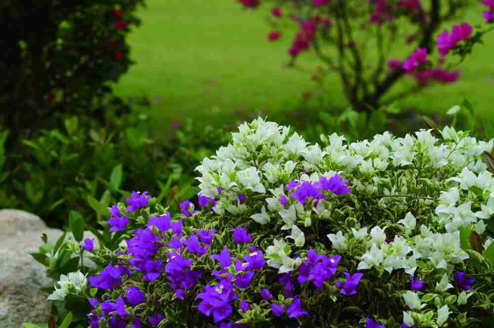 唯美花草图片唯美花草风景摄影图片下载
