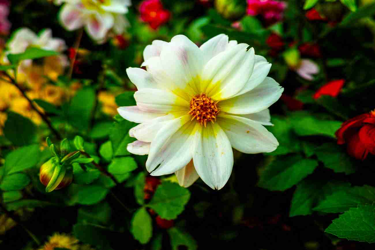 唯美花卉生态摄影快乐拍poco摄影作品展示