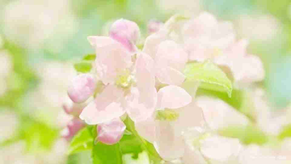 唯美意境花卉图片