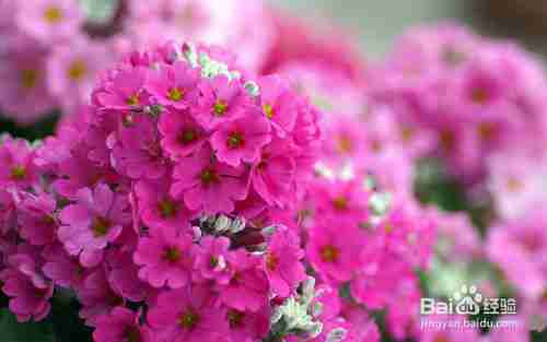 唯美风景鲜花图片