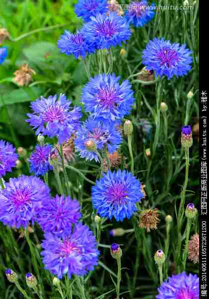 唯美花卉|花卉|植物花草