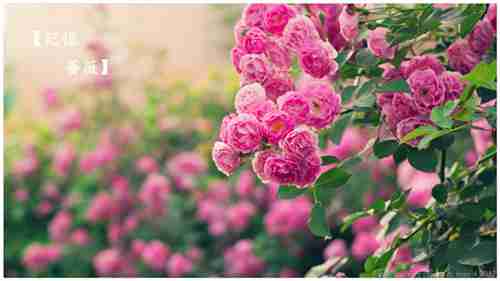 唯美鲜花图片花的海洋