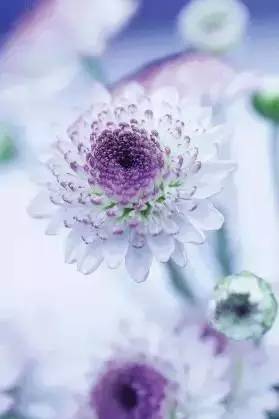 紫色花朵唯美花卉手机图片下载