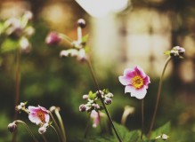 清新唯美花卉集锦图片