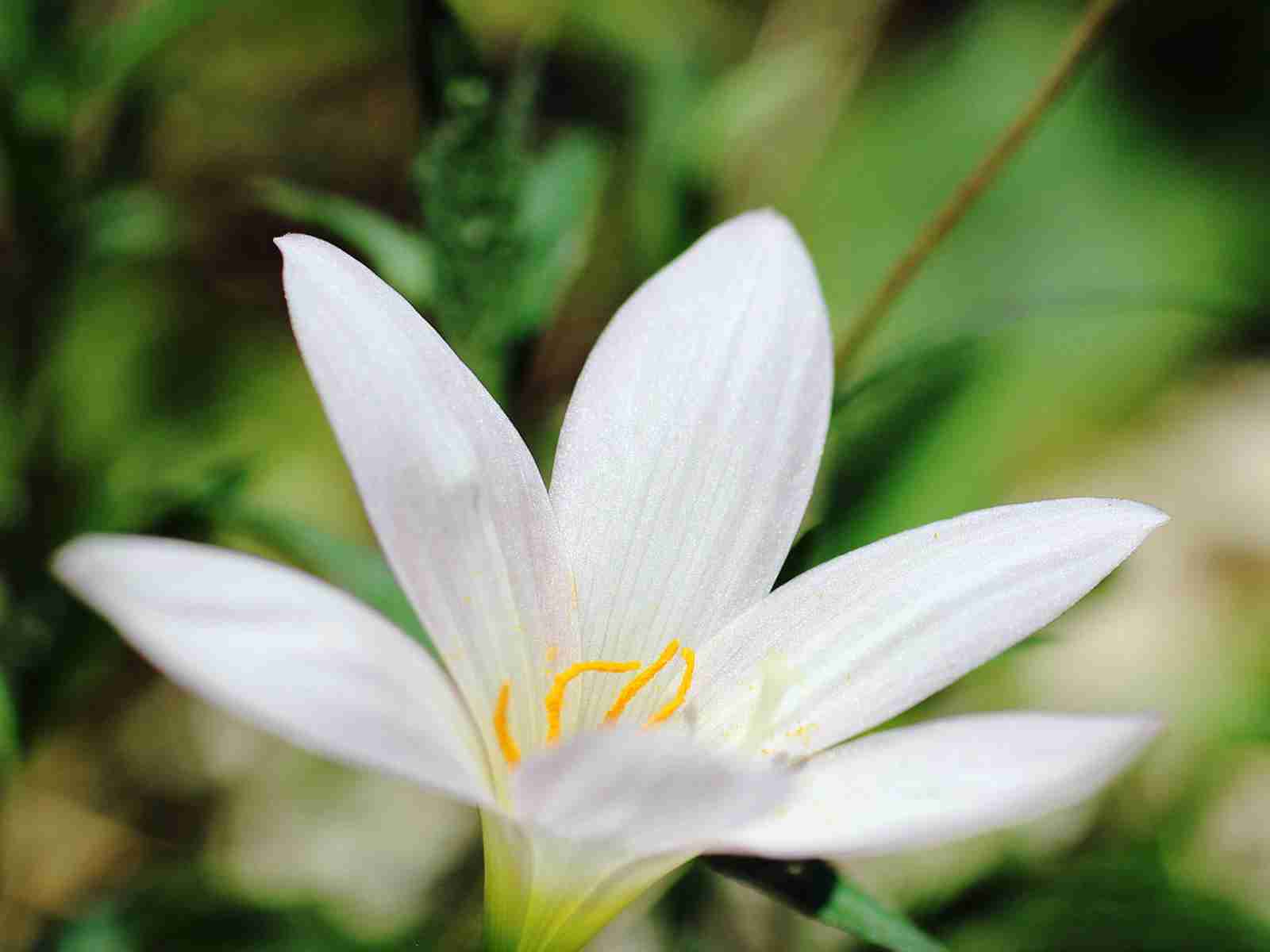 唯美|花草植物|鲜花|唯美意境花草