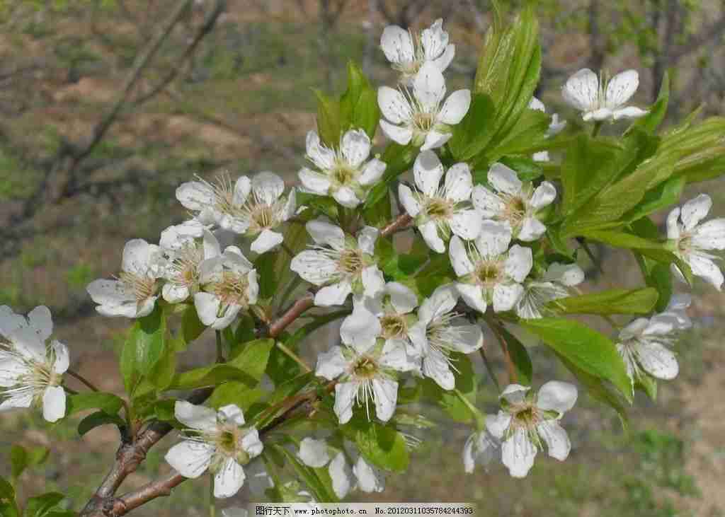 美丽花卉摄影图__花草