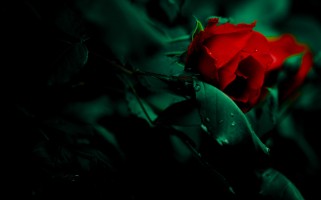 唯美花卉桌面主题