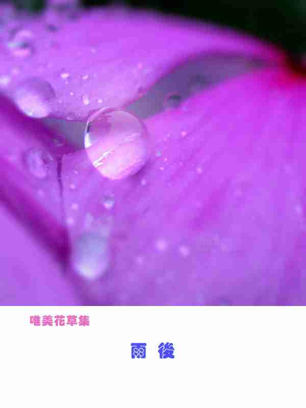 唯美花草集雨后