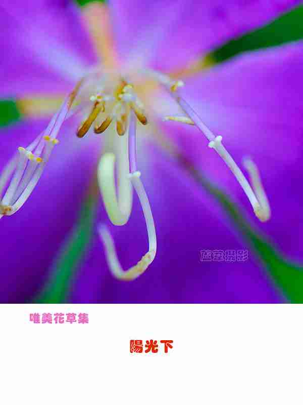 唯美花草集阳光下