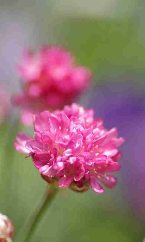 唯美花卉小清新_