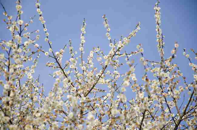 春天鲜花唯美图片