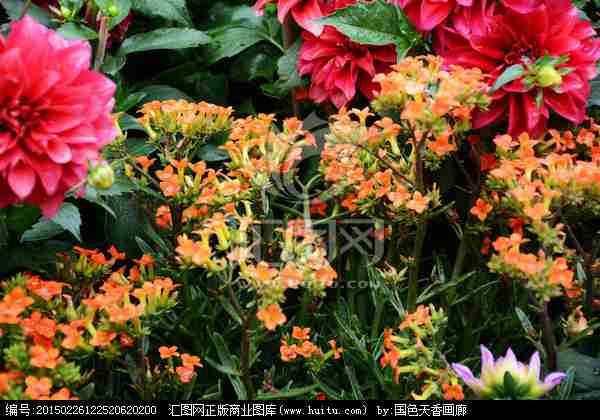 唯美花卉观赏花|花卉|植物花草